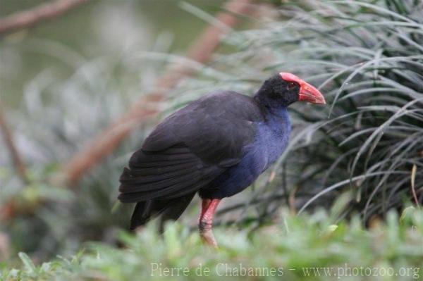 Sunda swamphen