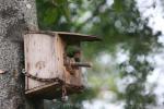 Moustached parakeet