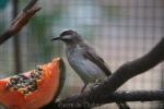 Yellow-vented bulbul *