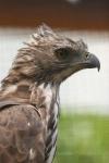 Changeable hawk-eagle