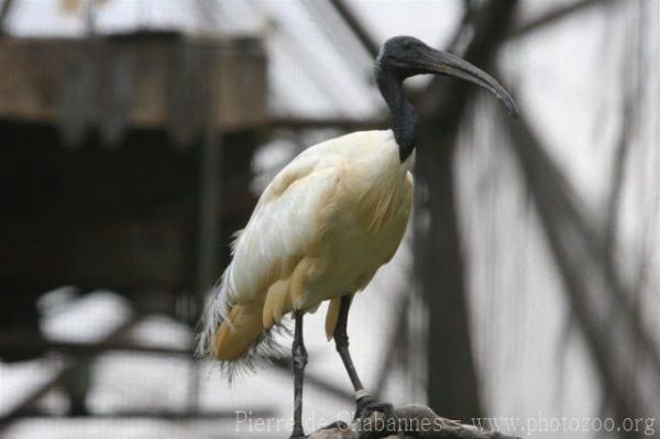 Black-headed ibis