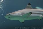 Blacktip reef shark