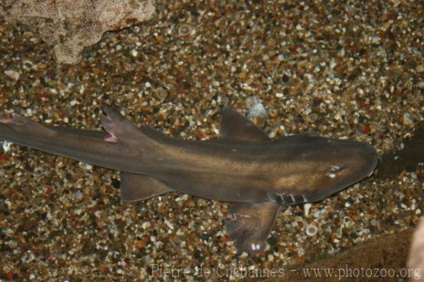 Brownbanded bambooshark