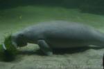 Dugong