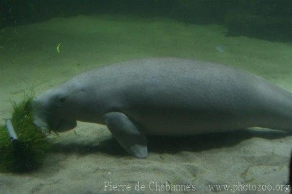 Dugong