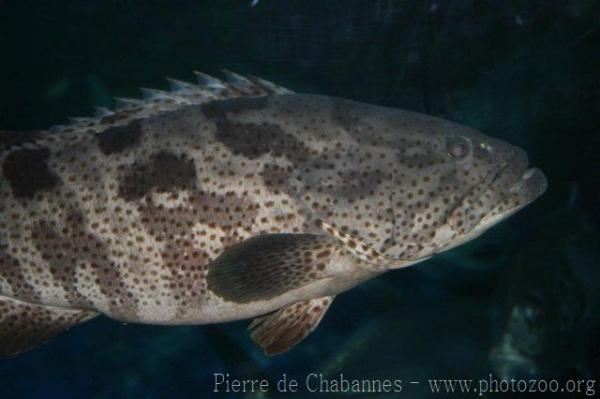 Orange-spotted grouper