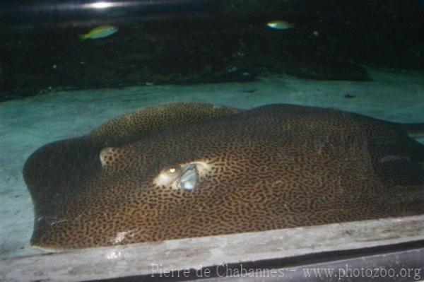 Australian whipray