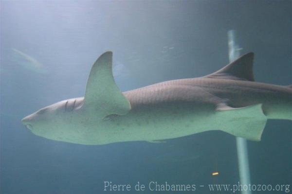 Tawny nurse shark