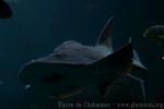 Bowmouth guitarfish