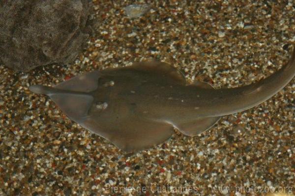 Clubnose guitarfish *