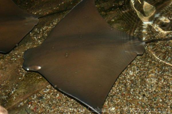 Javanese cownose ray