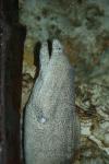 Peppered moray