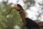 Knobbed hornbill