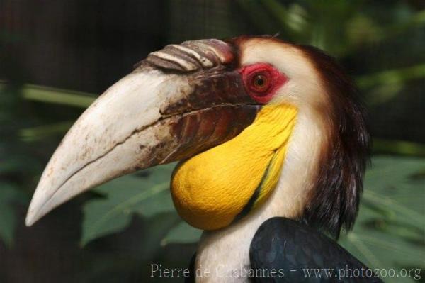 Wreathed hornbill