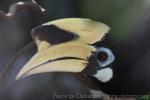 Oriental pied hornbill