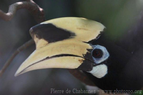 Oriental pied hornbill