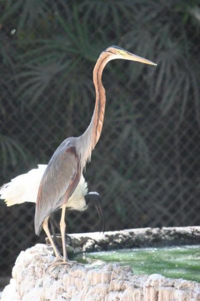 Asian purple heron