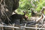 Bawean deer