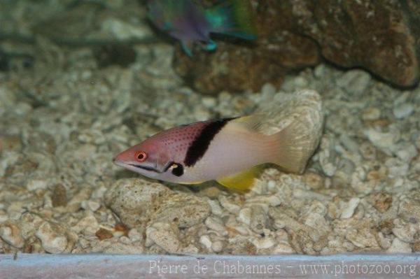 Splitlevel hogfish