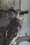 Barred eagle-owl