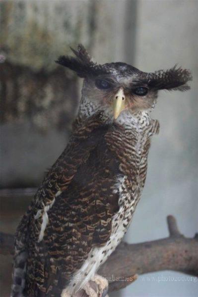 Barred eagle-owl