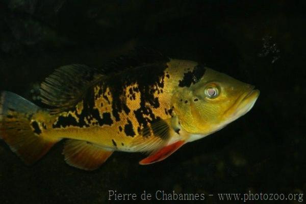 Tucunare cichlid