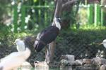 Woolly-necked stork