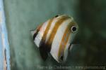 Twospot coralfish