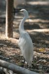 Little egret