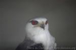 Black-winged kite *