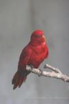 Red lory