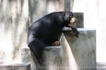 Bornean sun bear