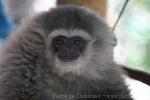 Silvery gibbon