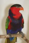 Black-capped lory