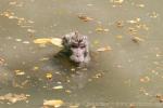 Crab-eating macaque