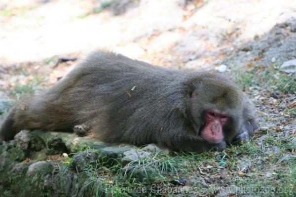 Japanese macaque