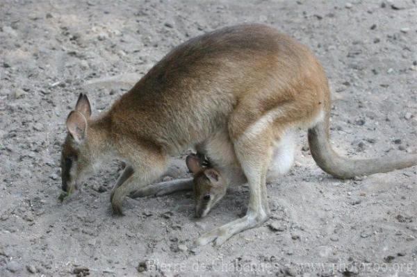 Agile wallaby