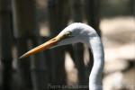 Eastern great egret