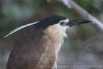 Rufous night-heron *