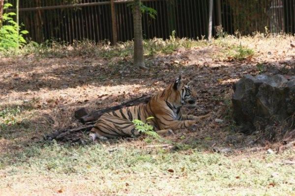 Mainland (Bengal) tiger *