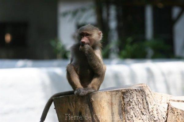 Hamadryas baboon