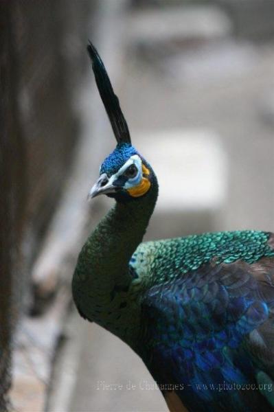 Green peafowl