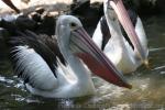 Australian pelican