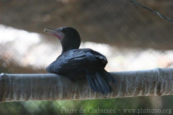 Little cormorant