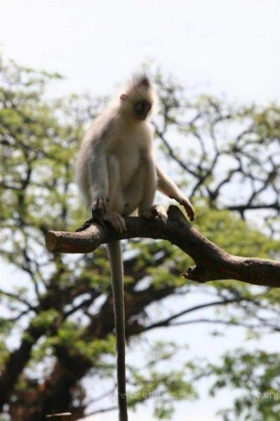 Black-crested sumatran langur *