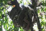 Reticulated python