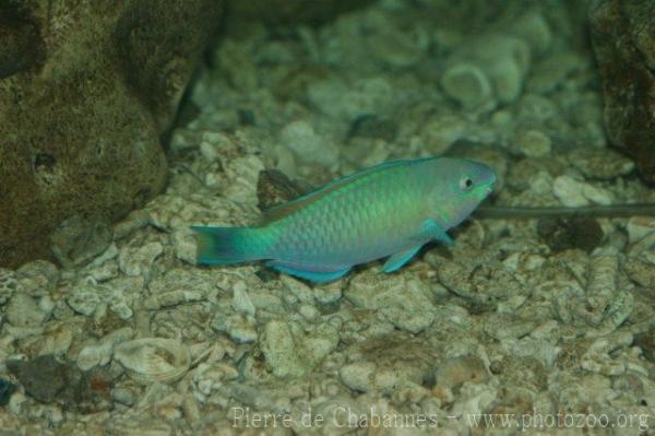 Quoy's parrotfish