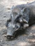 Javan warty pig