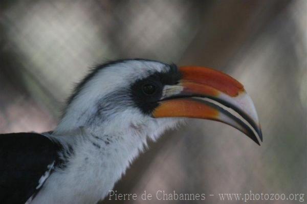 Von der Decken's hornbill *