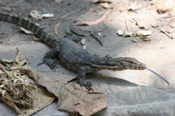 Common water monitor